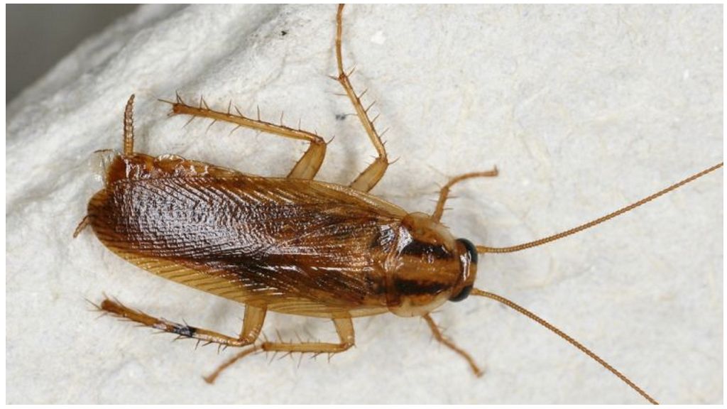 Домашние вредные и экзотические тараканы, виды, меры борьбы
