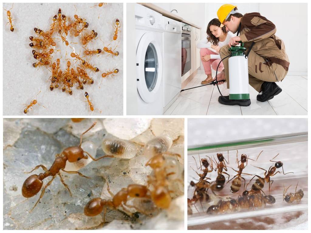 Как избавиться от маленьких муравьев в квартире навсегда?