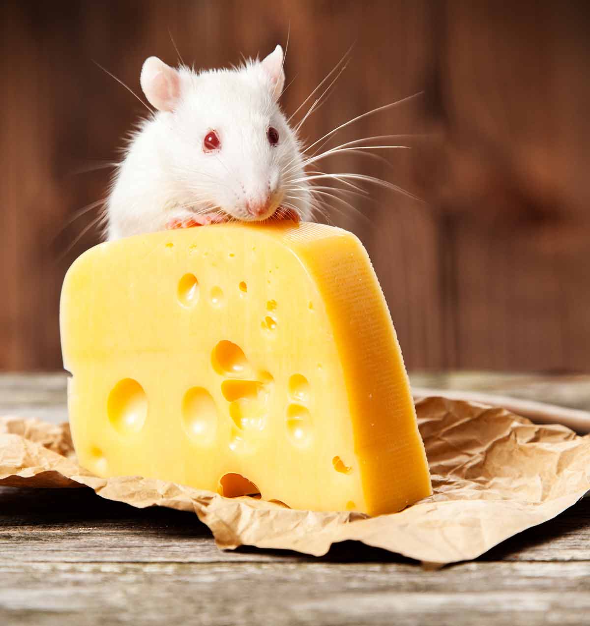 Мыши не любят сыр? мнение ученых. чем можно кормить крысу, а от чего лучше отказаться.