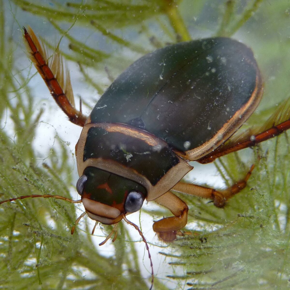 Жук-плавунец: развитие хищного насекомого от личинки до имаго