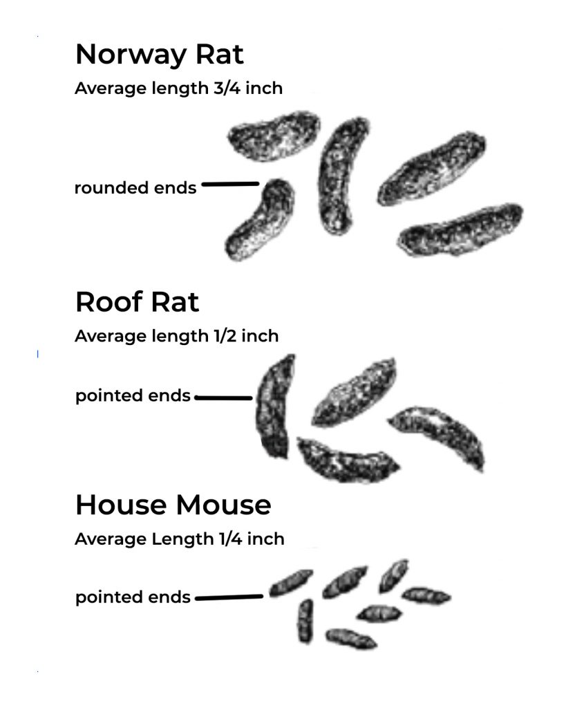 Мышиный помет: как выглядит и чем отличается от крысиных экскрементов