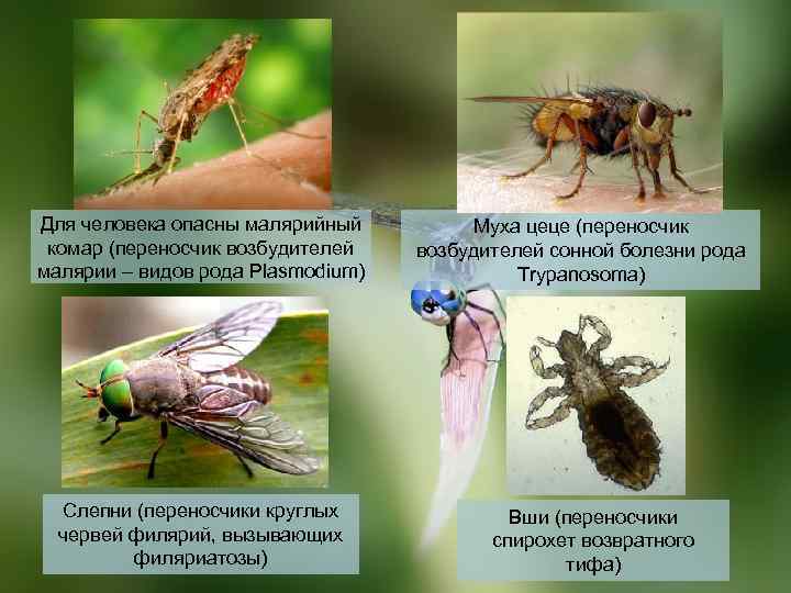 Как выглядят и чем опасны малярийные комары?