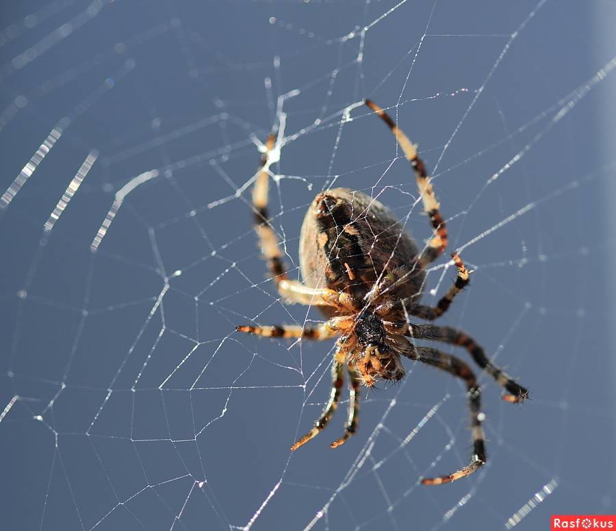 Топ 8: самые ядовитые и опасные пауки россии - названия, фото и описание — природа мира