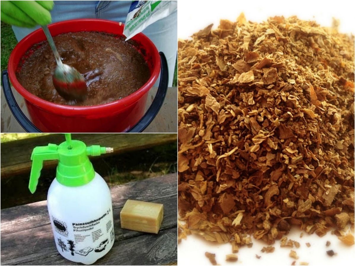 Табачная пыль от вредителей: применение в садоводстве и отзывы