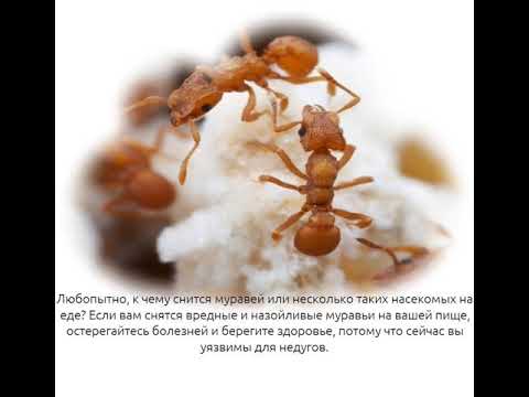 К чему снятся муравьи во сне в большом количестве женщине