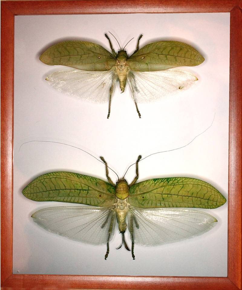 Лапландский таракан: интересные факты и образ жизни лесных насекомых