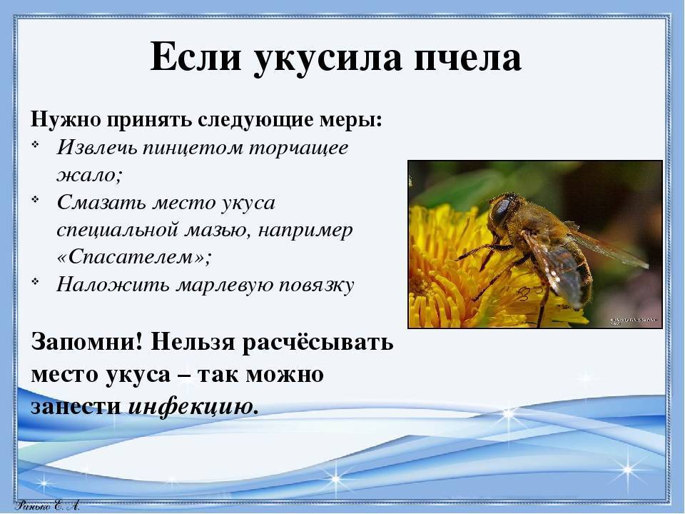 Аллергия на укус осы: что делать?