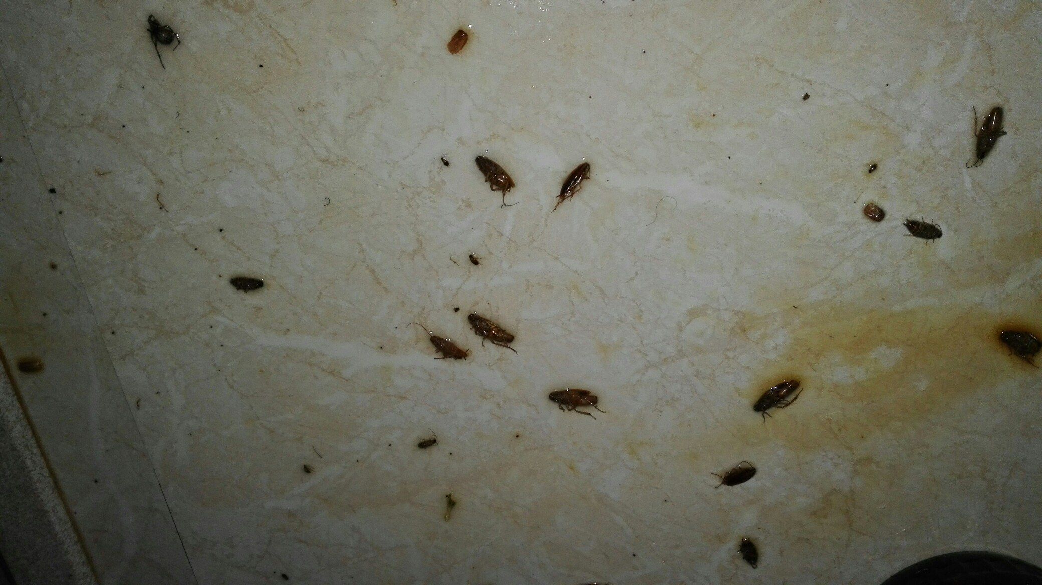 Как выглядят маленькие тараканы