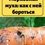 Морковная муха: борьба на участке