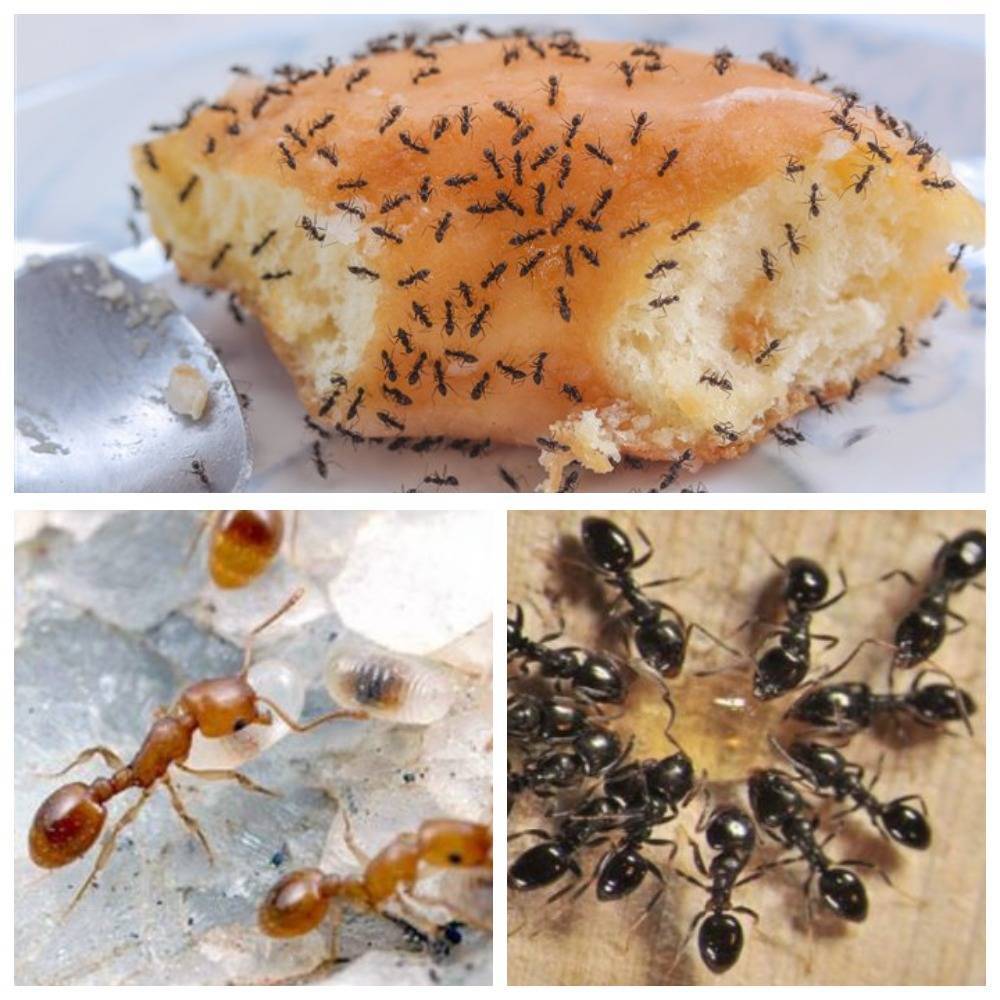 Как избавиться от муравьев на кухне в домашних условиях разными методами