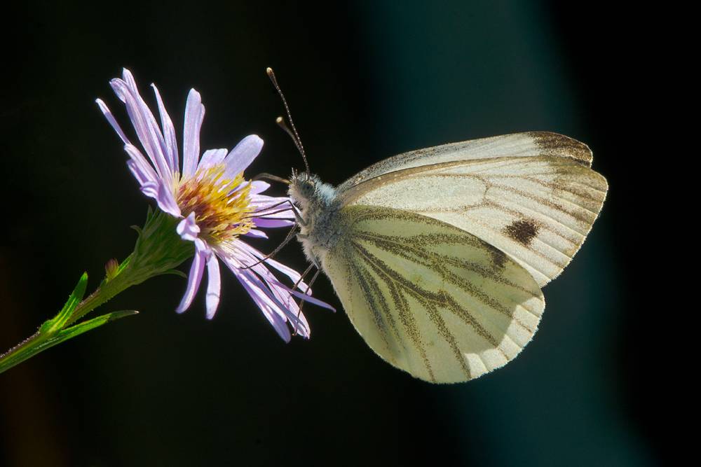 Бабочка брюквенница – летняя белянка