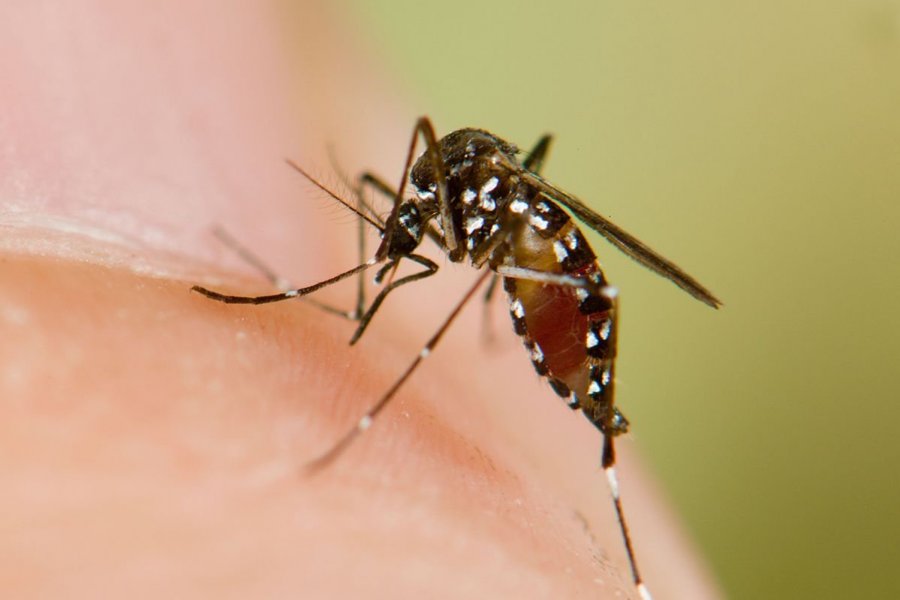 Есть ли комары в турции в июне и июле