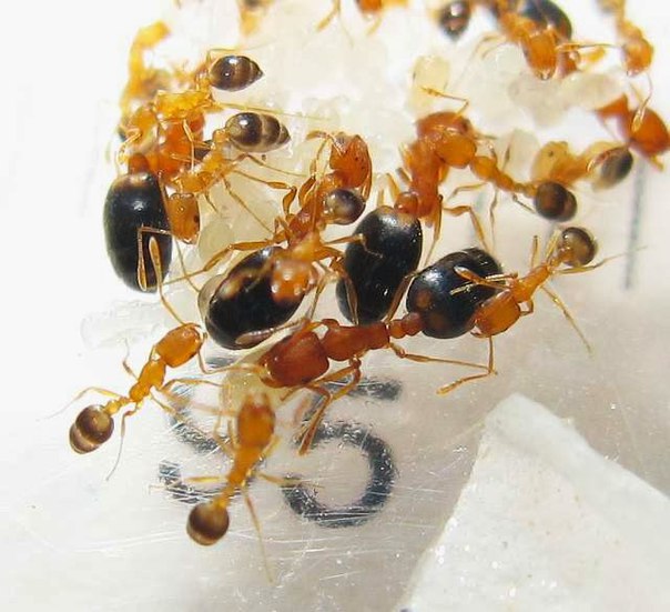 Фараоновы муравьи - фото, описание и как избавиться