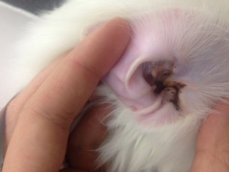Лечение ушного клеща у кроликов медикаментами и народными средствами