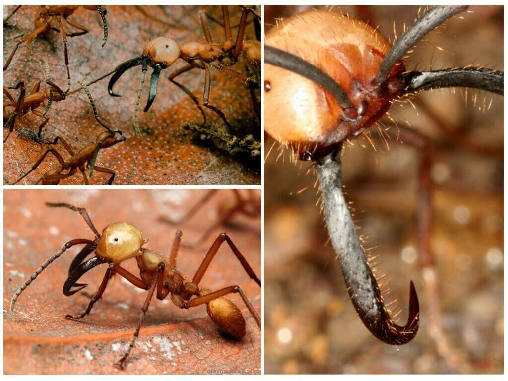 Огненные муравьи - одни из самых опасных насекомых