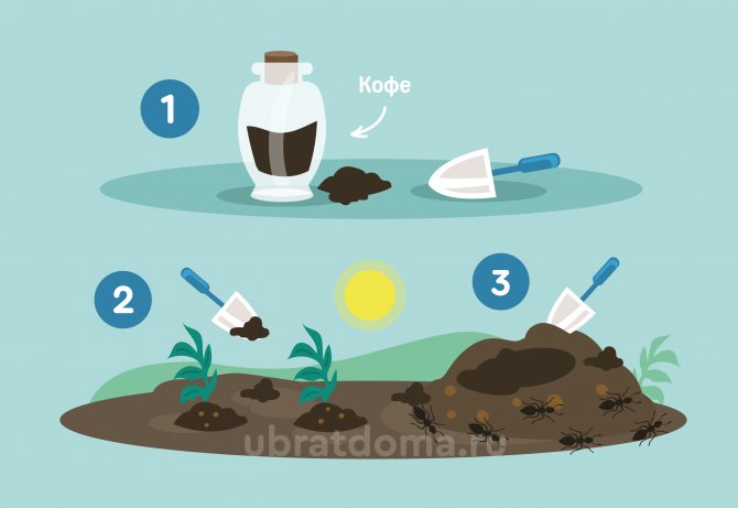 Как навсегда избавиться от муравьев в квартире, огороде и саду: эффективные способы борьбы, борная кислота, мыло, уксус, спреи, гели,ловушки