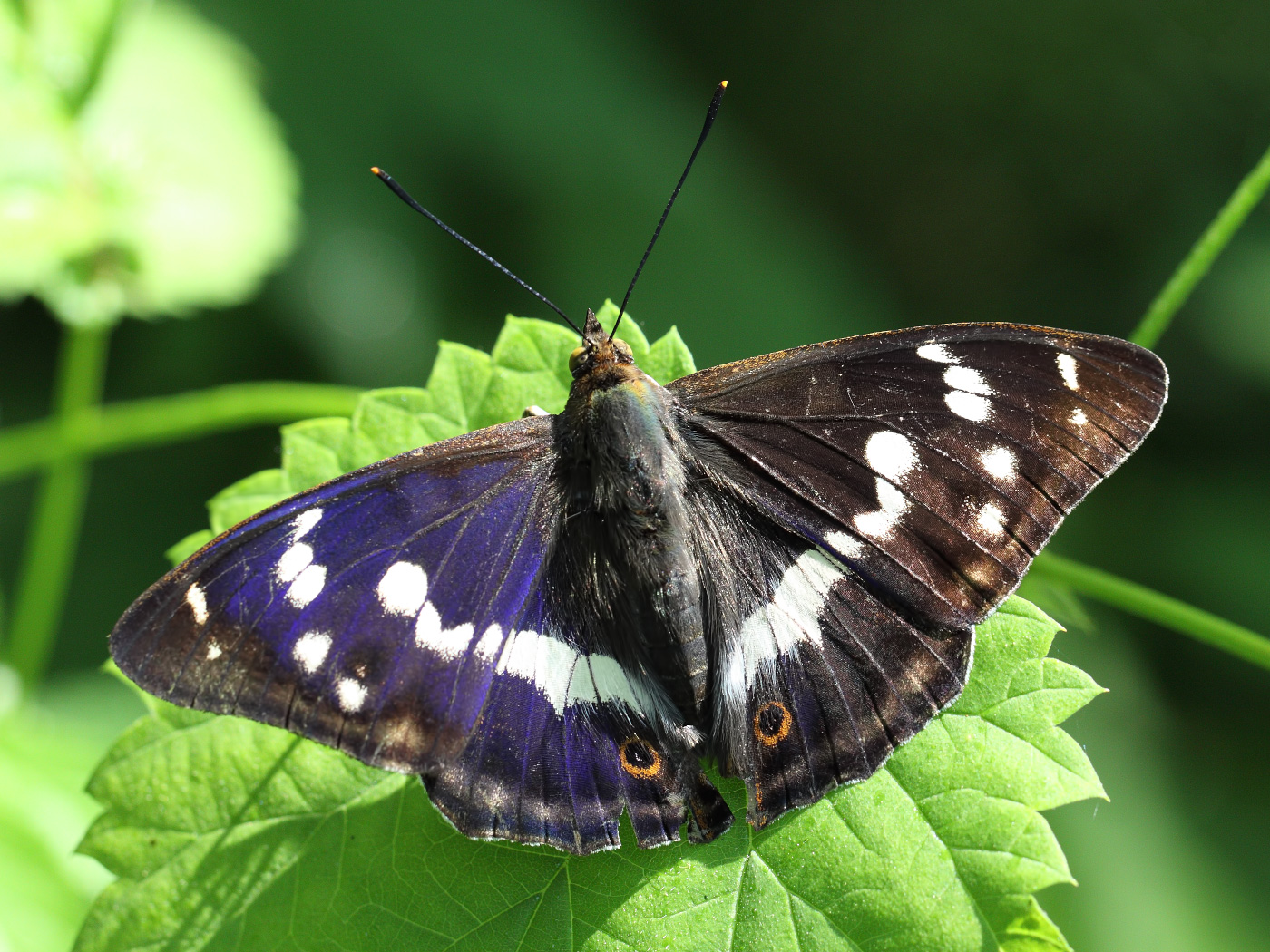 Бражник тополевый – фото и образ жизни ночной бабочки и ее потомства