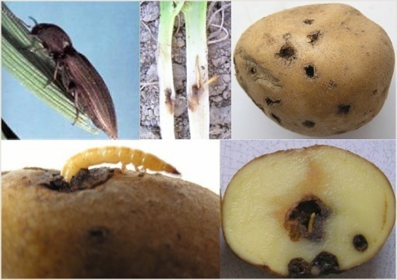 Методы борьбы с картофельной молью