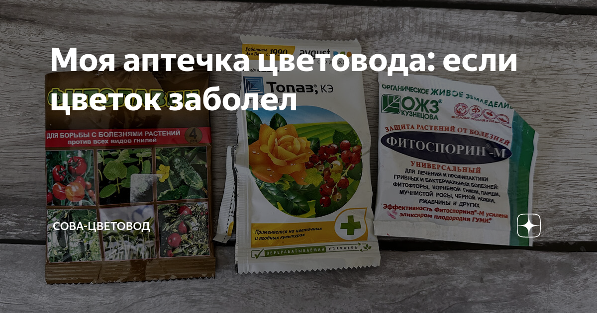 Способы борьбы с белокрылкой на комнатных растениях