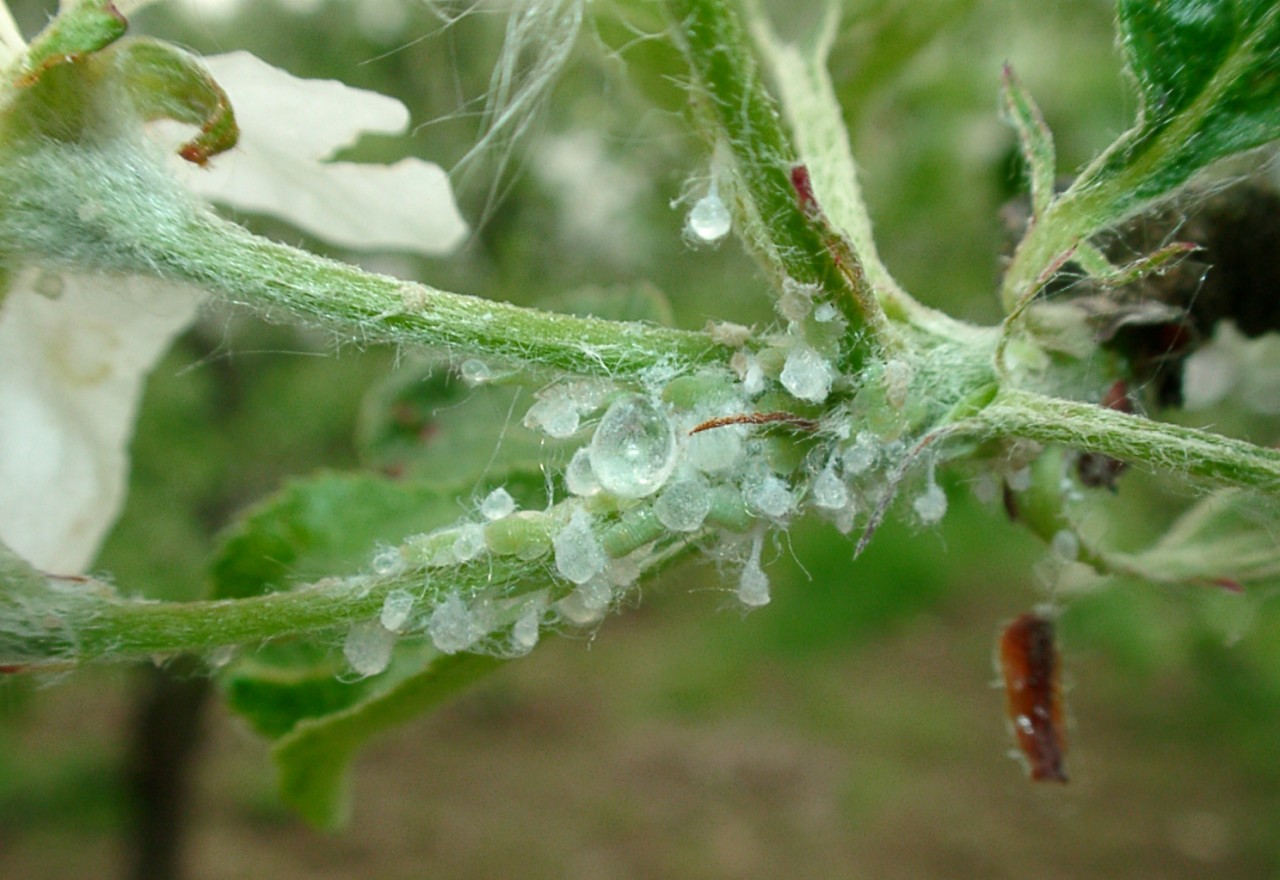 Клопы на помидорах: как бороться, какие виды бывают, чем опасны?