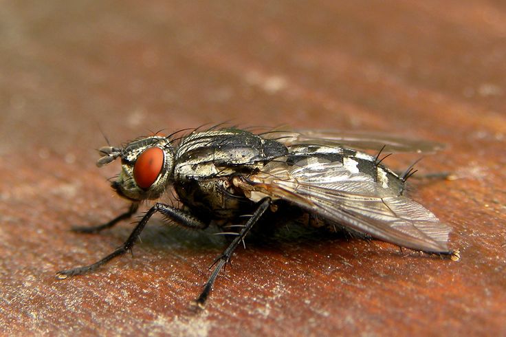 Навозная муха – фото и описание