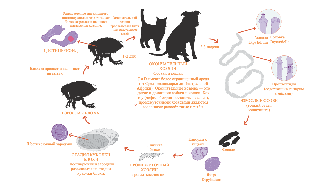 Деменция у кошек. Цикл развития дипилидиоза собак. Dipylidium caninum жизненный цикл. Дипилидиоз биология развития. Дипилидиоз цикл развития.