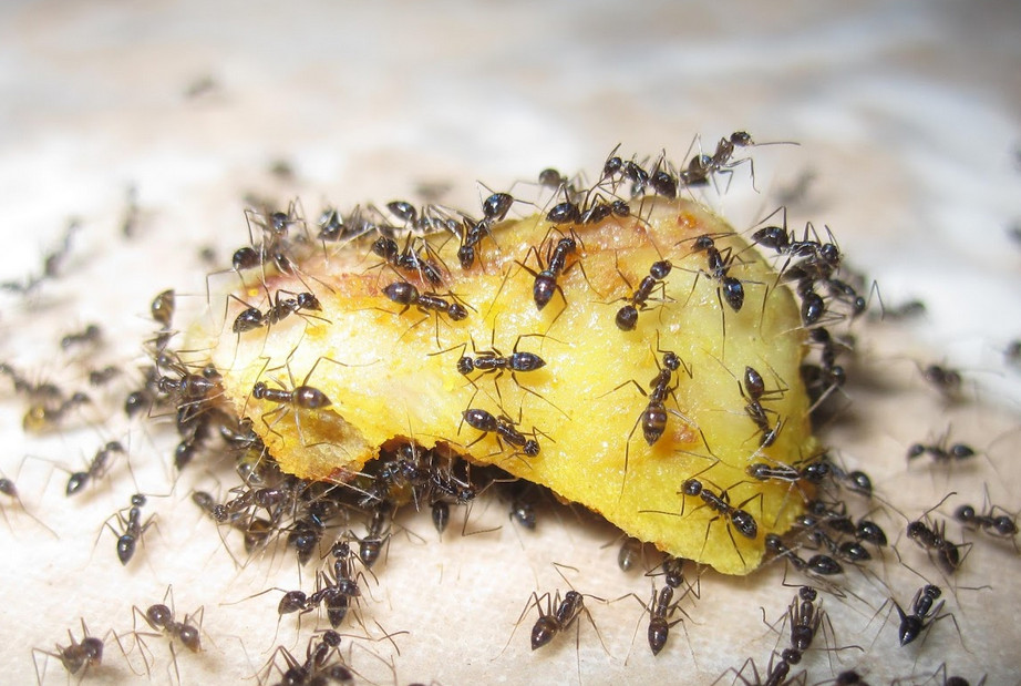 Как избавиться от муравьев на участке? в огороде, в саду, в теплице. народные средства