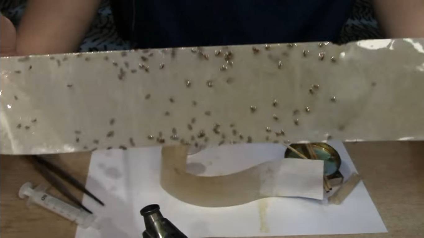 Ловушка для мух: виды, как сделать своими руками и поймать насекомое
