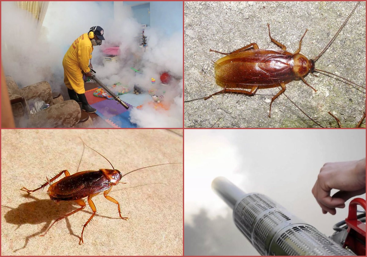 Как избавиться от тараканов навсегда согласно инструкциии