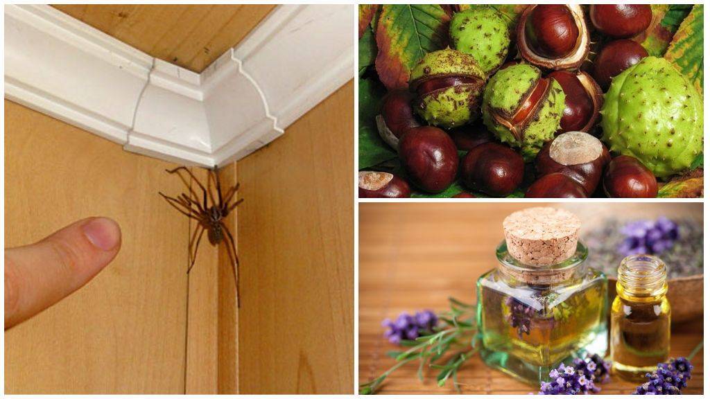 Как бороться с пауками в доме