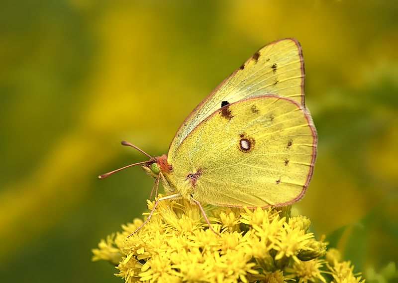 Бабочка желтушка луговая – любительница клевера и люцерны