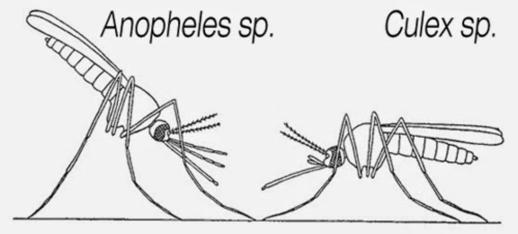 Чем отличаются комары от москитов