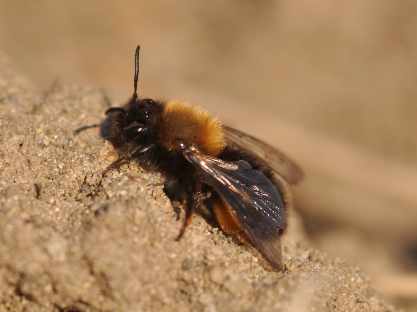 Как избавиться от земляных пчел: виды, польза и вред, описание основных химических и народных методов борьбы с ними, их плюсы и минусы
