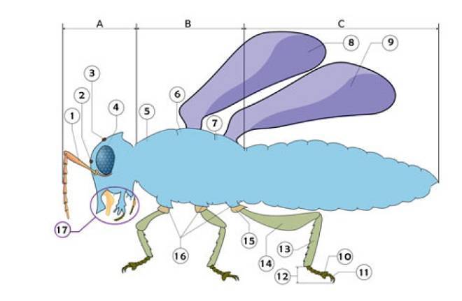 Строение тараканов: внутреннее и внешнее