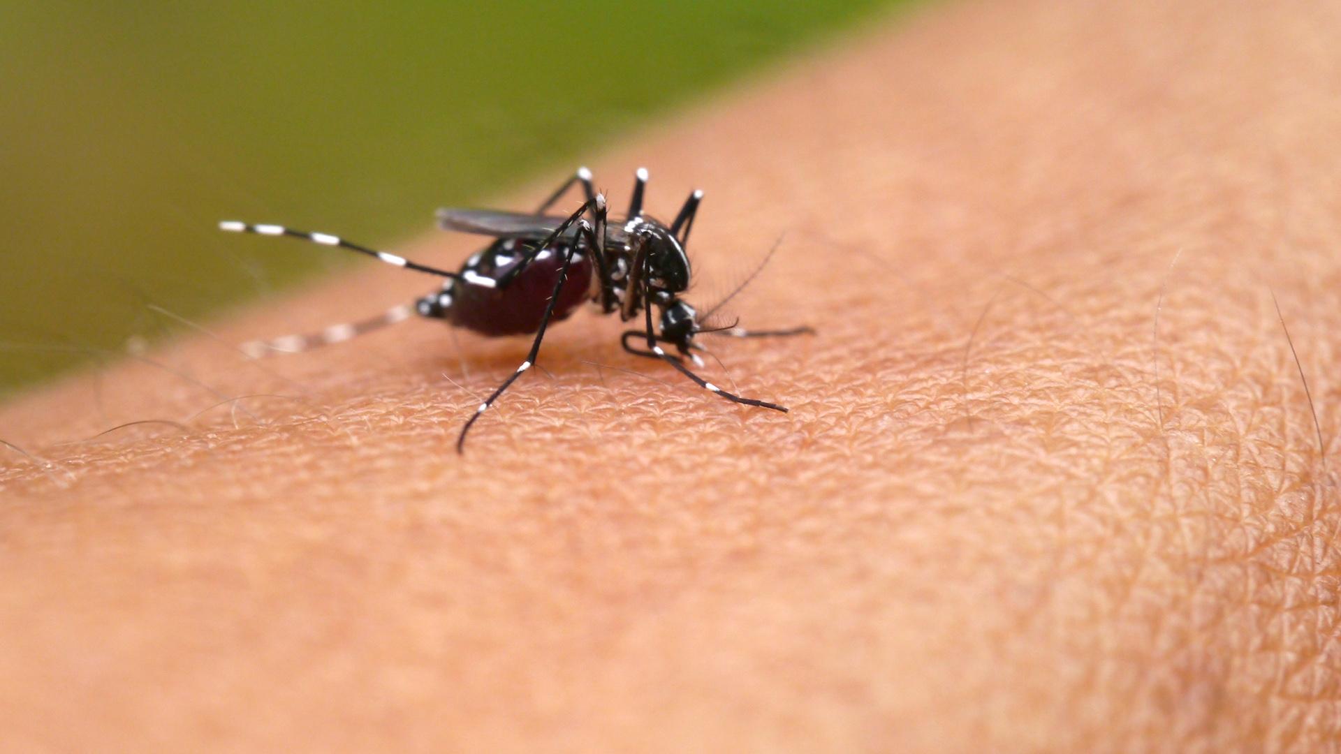 Малярийные комары и где они обитают