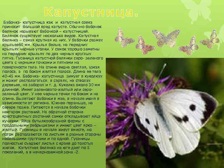 Бабочка капустница фото и описание