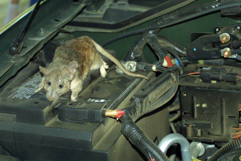 Как вывести мышей из машины, если она там завелась, способы отпугнуть