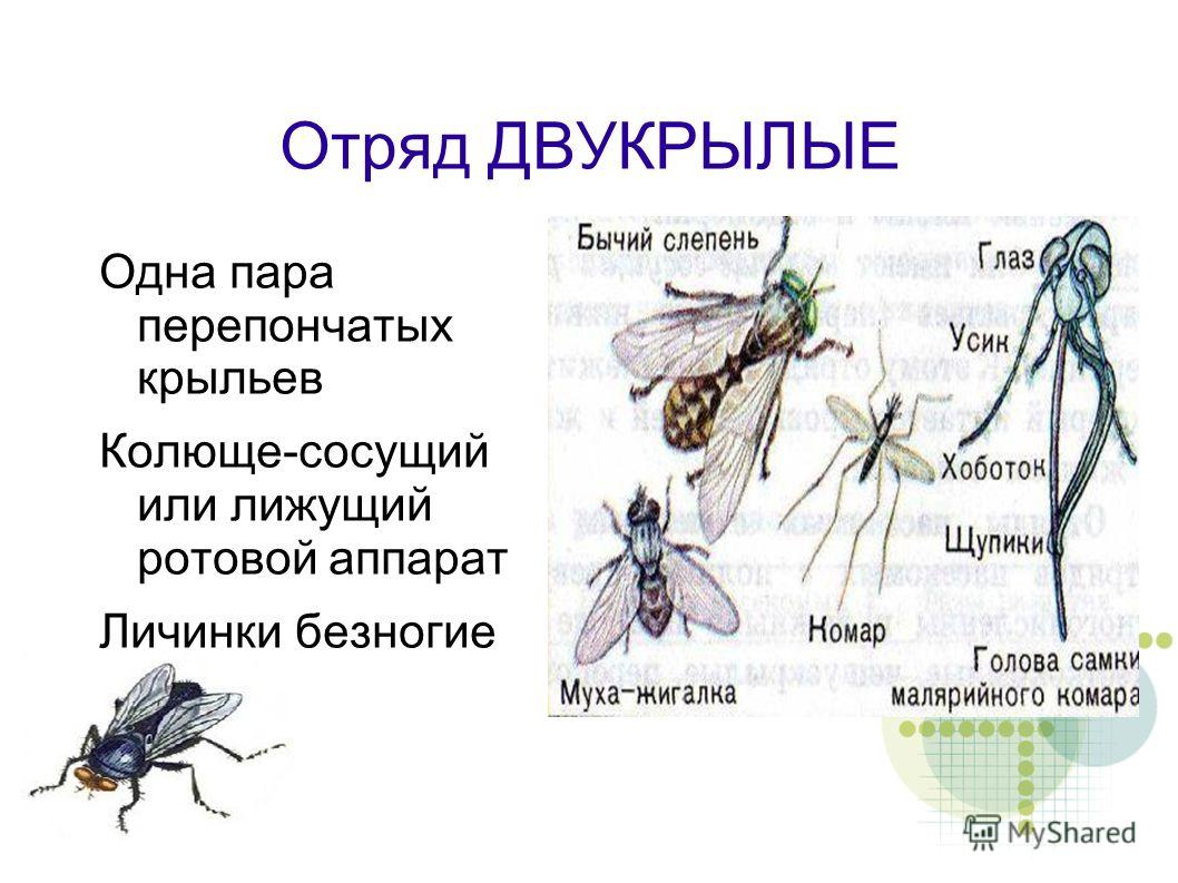 Конечности у насекомых — darvin