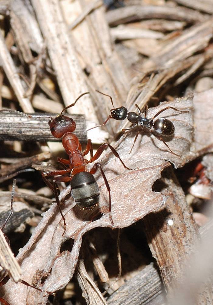 Жизнь общественных насекомых: сколько живет муравей