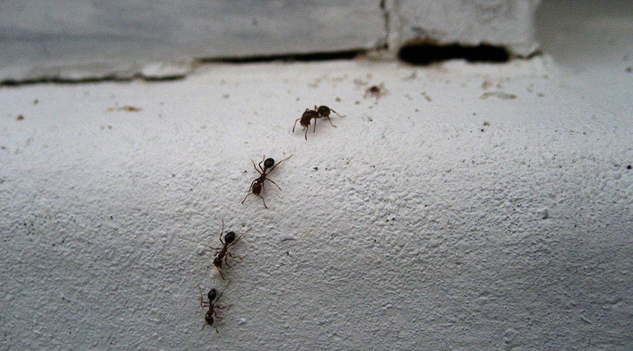 Откуда в квартире берутся насекомые и как избавиться, средства и способы борьбы