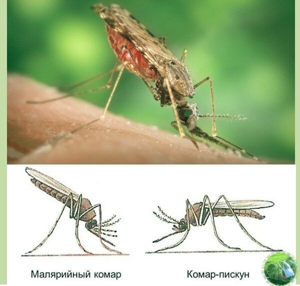 Комар обыкновенный: как выглядит под микроскопом, где и сколько живет, как размножается, чем питается в лесу, на болоте, кусает самец или самка, зачем нужен в природе, где и как зимует, при какой темп