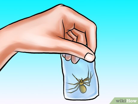 Признаки ядовитого паука. что делать если укусил паук, первая медицинская помощь в домашних условиях.