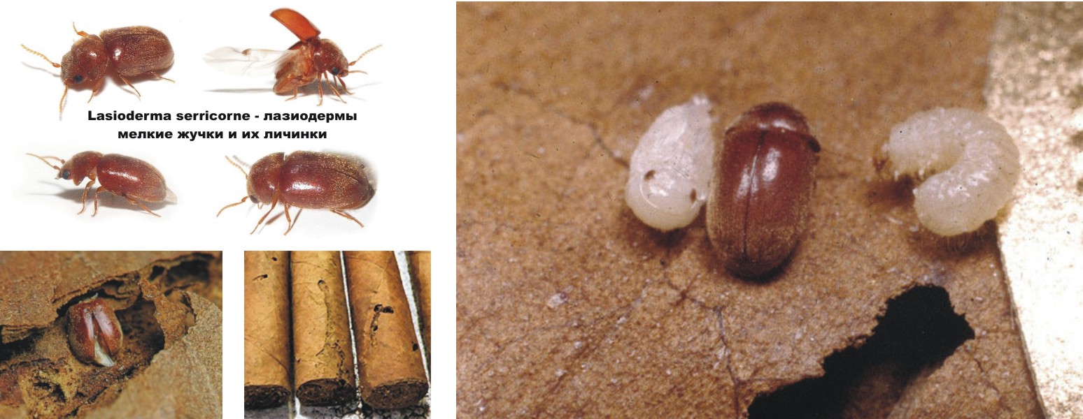 Маленькие коричневые жучки в квартире: причины появления дома мелких букашек, их размножение и питание