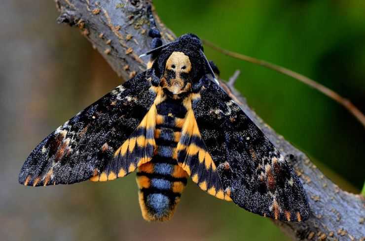 Бражник тополевый – фото и образ жизни ночной бабочки и ее потомства