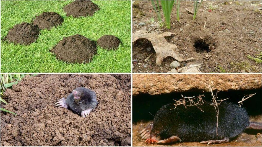 Как избавиться от земляных крыс на даче навсегда