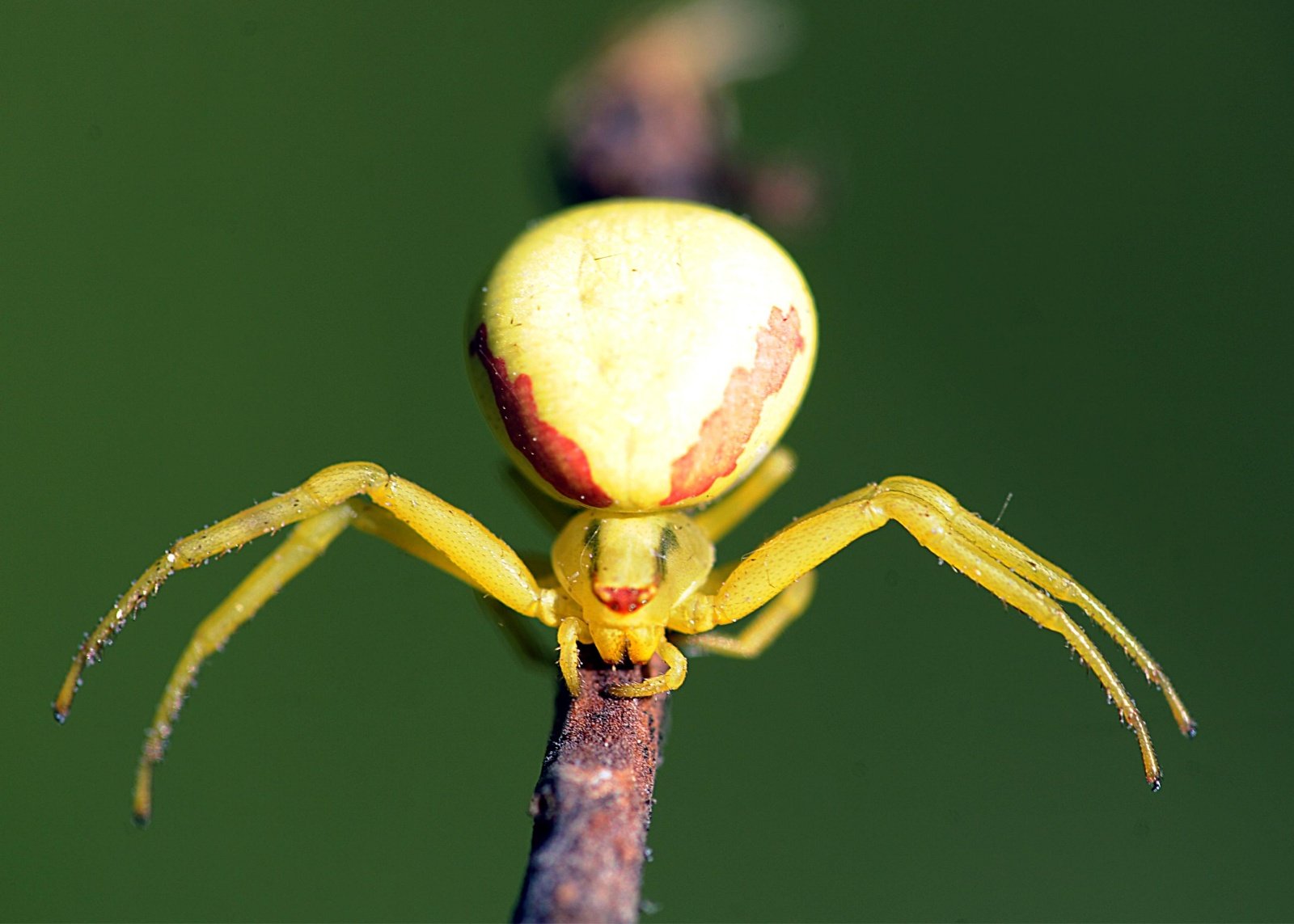 Гигантские пауки. самый большой паук в мире :: syl.ru