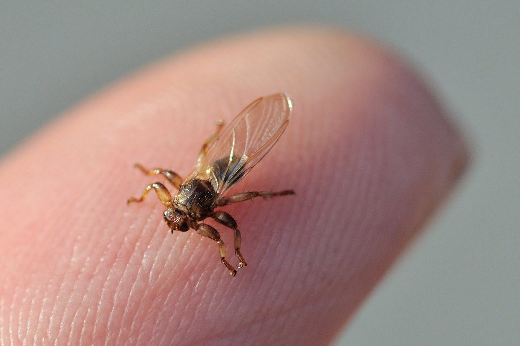 Чем опасен лосиный клещ для человека: симптомы и как избавиться от летающего насекомого