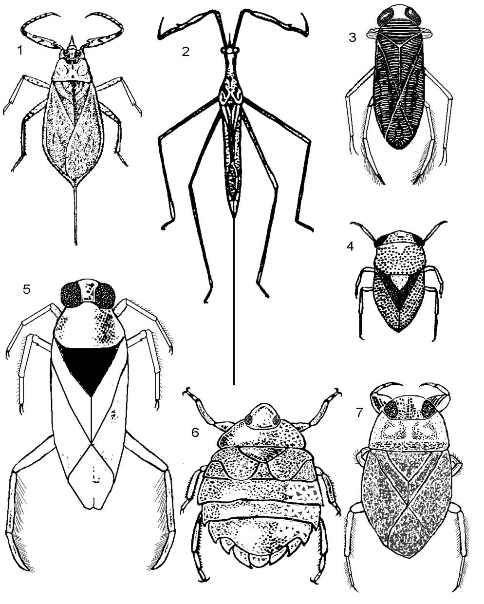 Мраморный клоп насекомое. описание, особенности, виды, образ жизни и среда обитания мраморного клопа | животный мир