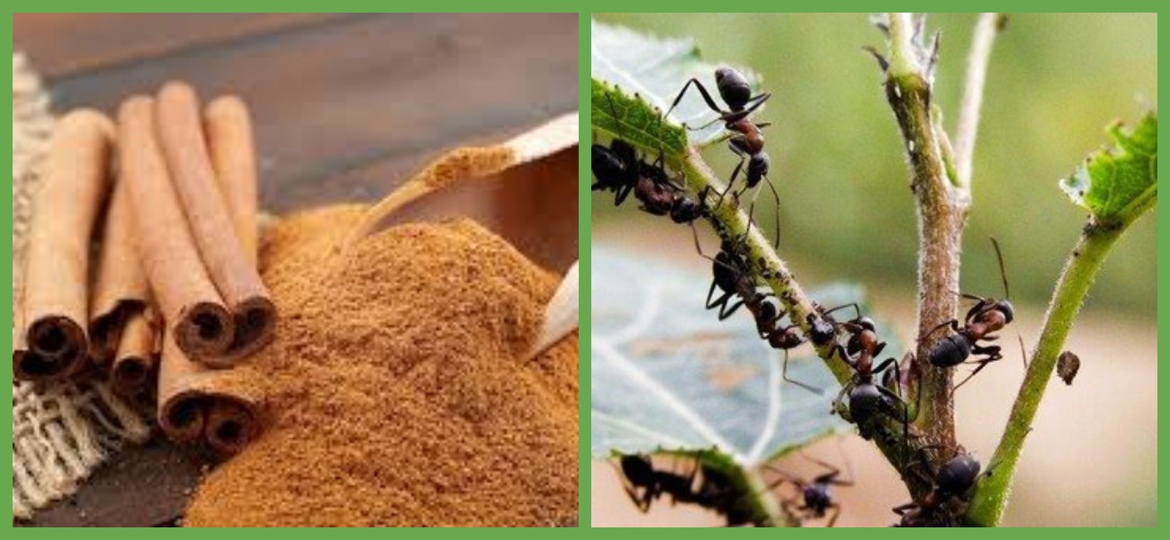 Корица от муравьев: эффективные способы борьбы с насекомыми