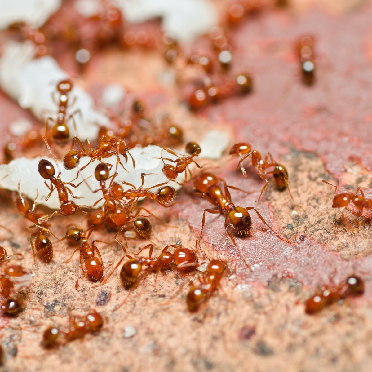 Маленькие муравьи в квартире от чего они появляются